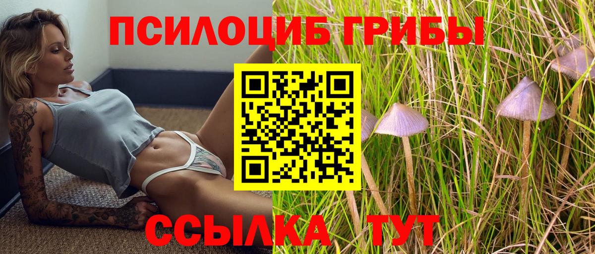 Дмитров  Галлюциногенные грибы Psilocybine cubensis  Вход с VPN 